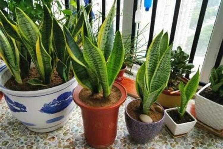 小麦硼肥的最佳使用时期