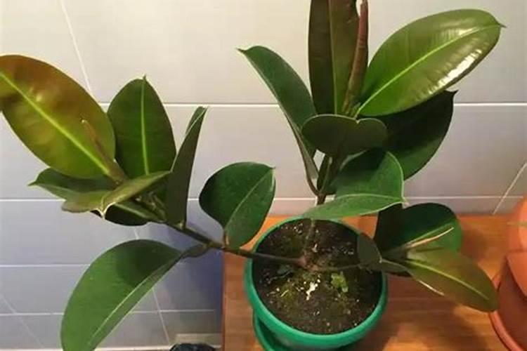 哪些盆栽植物珍贵