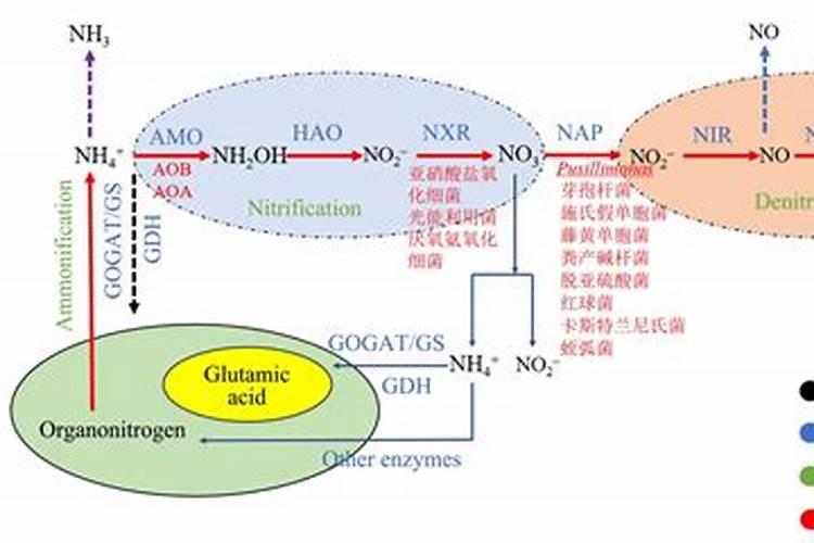 柚子树施什么肥柚子最甜