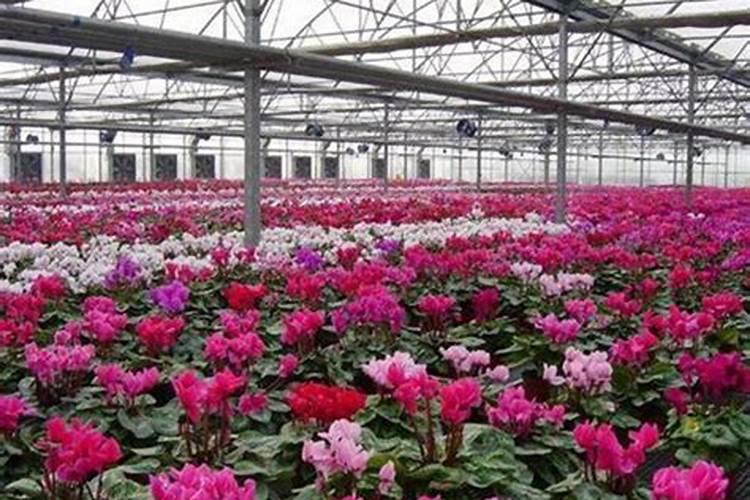 高钾肥料怎么制作