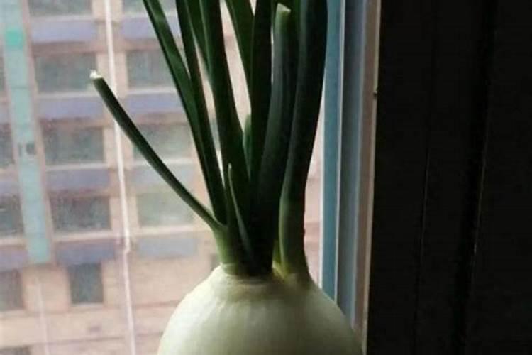 杀菌剂杀虫剂叶面肥混配顺序