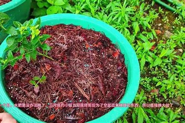 三角梅怎么用复合肥