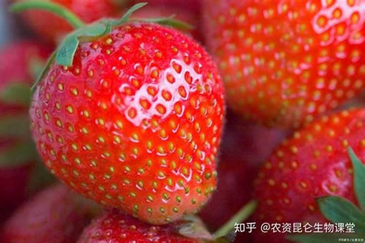 草莓地底肥放粪好还是油渣好？