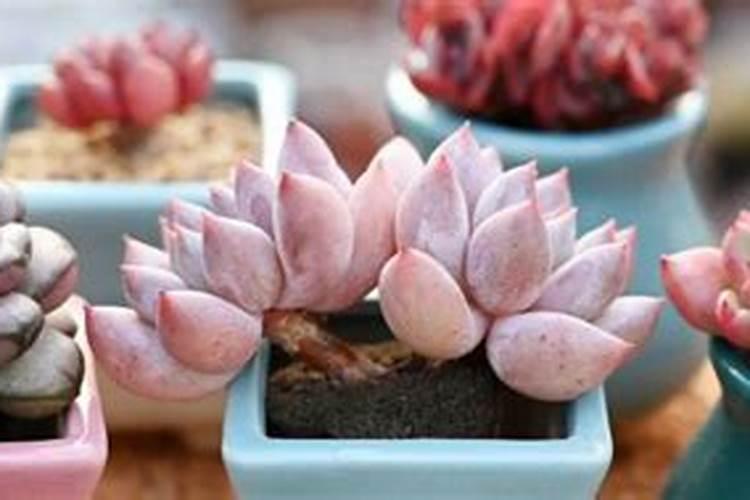 多肉植物怎么养胖