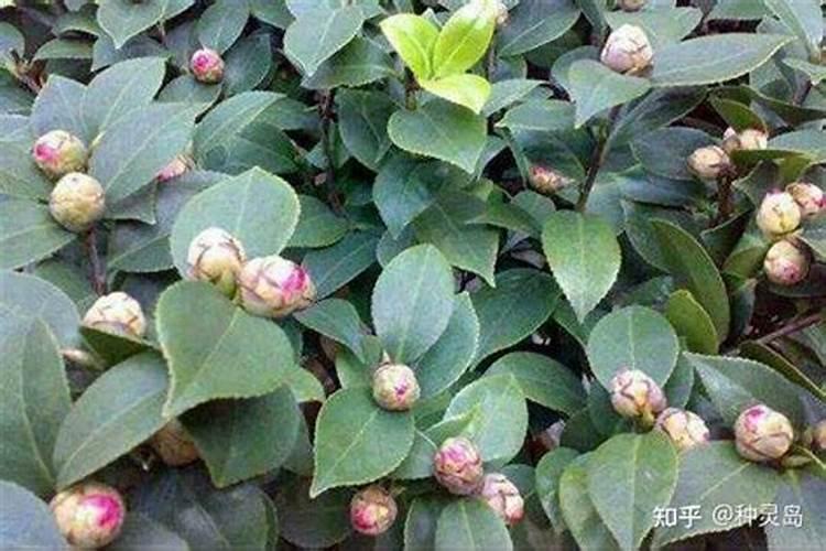 草莓种植钾肥过高的坏处？怎么调？