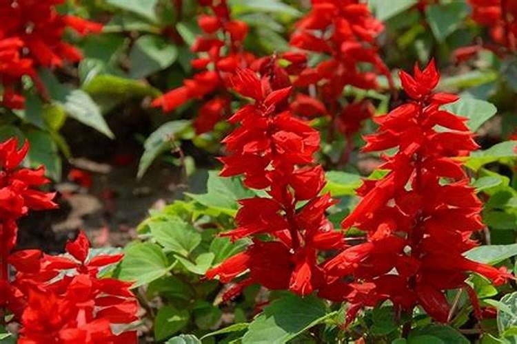 氯氟啶虫脒能和中量元素水溶肥混用吗