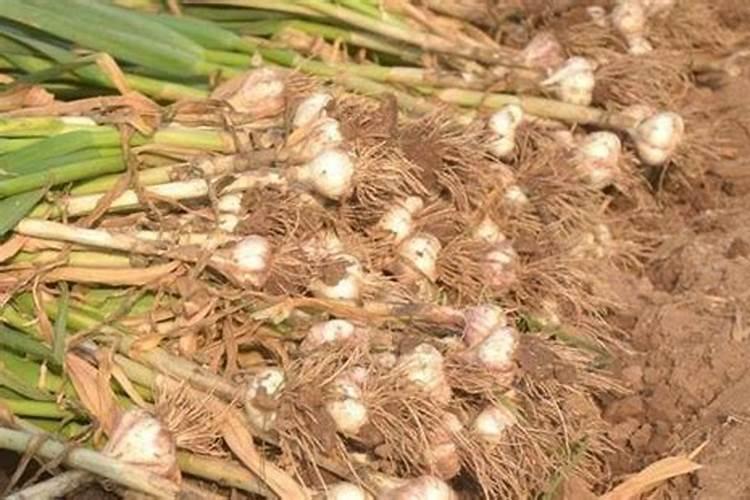 葱姜蒜先锋叶面肥效果好不好