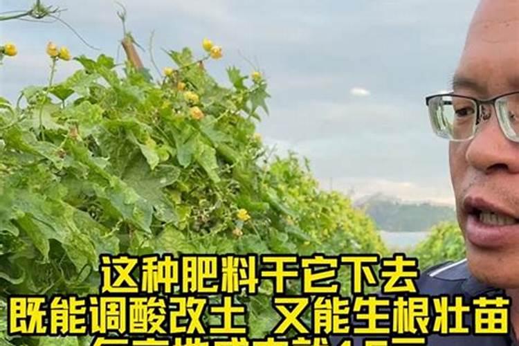 厨房有“三宝”:葱、姜、蒜都种在阳台,吃完一茬长一茬