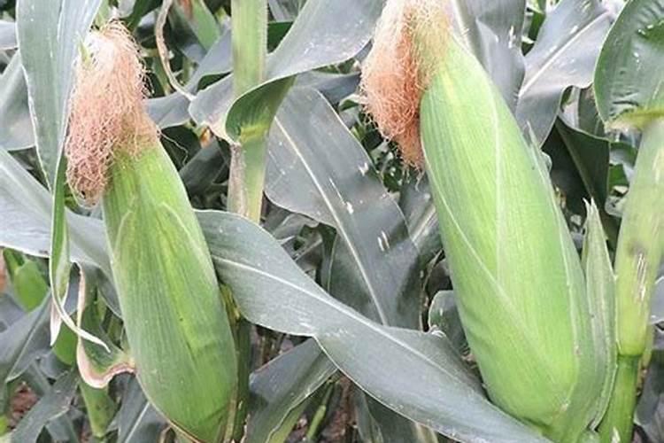 碳酸铵和碳酸氢按在化学性质上有什么区别