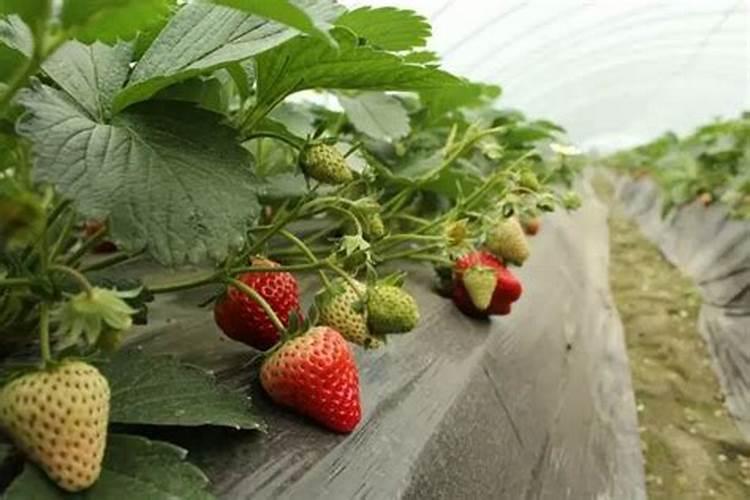 氮肥可以兑水浇花吗