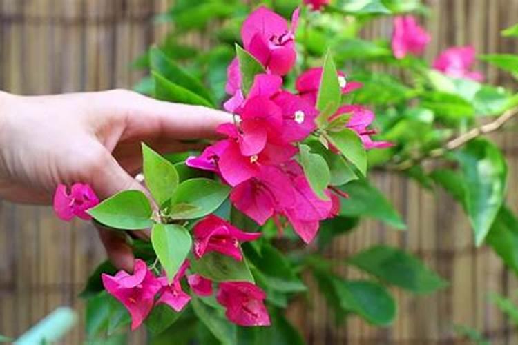 三角梅花期管理方法