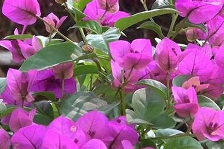 三角梅需要上什么肥料才能开花