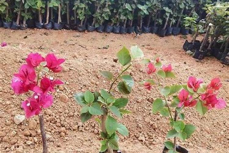 秋石斛兰一年开几次花 秋石斛兰怎么才能开花