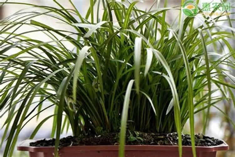 用什么给兰花施肥比较好