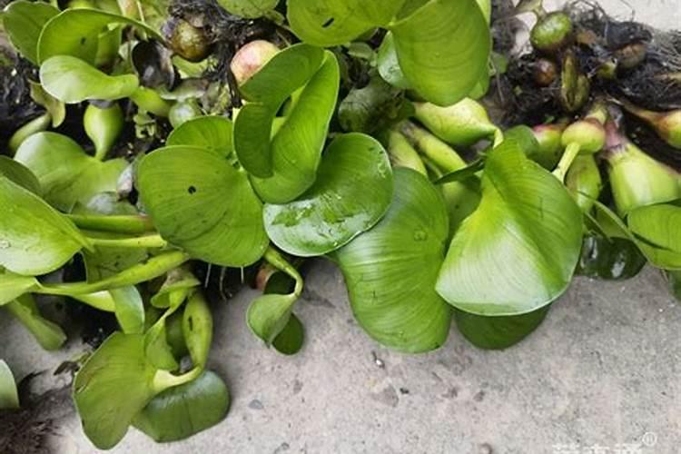 如何保果稳果,才能让你的柑橘又大又甜？