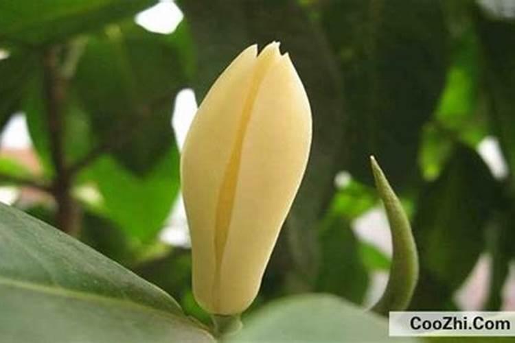 磷肥对果树的作用是什么