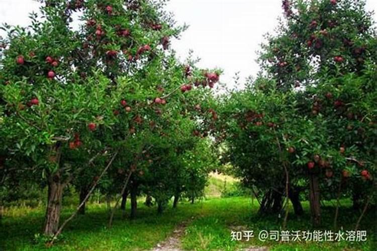 苹果树怎么用苹果种子来种 怎样用种子种植苹果树