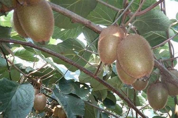 兰花喷什么叶面肥最好(兰花叶面肥喷施注意事项)