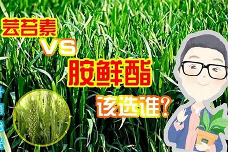 芸苔素内酯加磷酸二氢钾加胺鲜脂叶面喷施效果好？