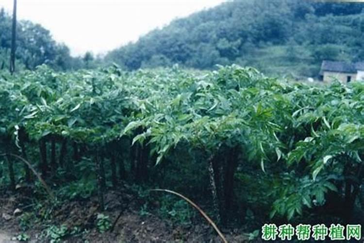 贵州一代魔芋种植栽培技术