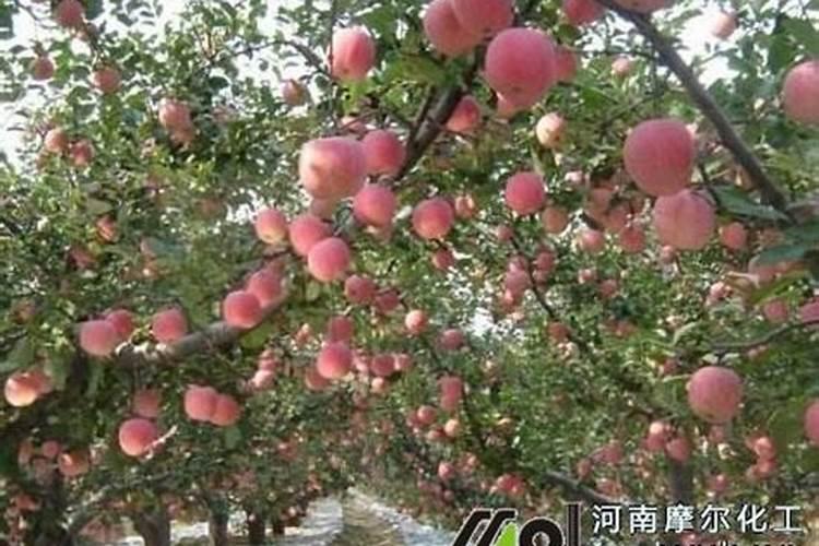 苹果树现在用水溶肥吗？