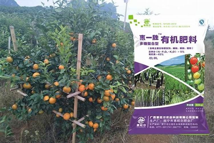 面对091沃柑冒出超多春梢的情况怎么应对？