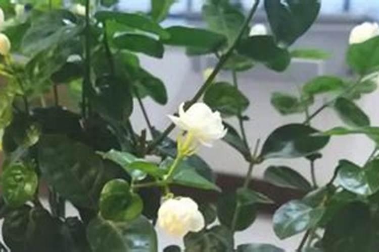 盆栽茉莉花怎么施肥