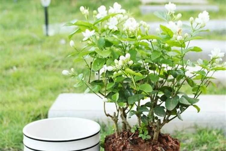 茉莉花多久施一次肥