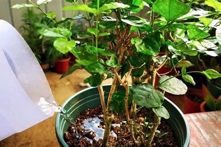 茉莉花多长时间施肥一次