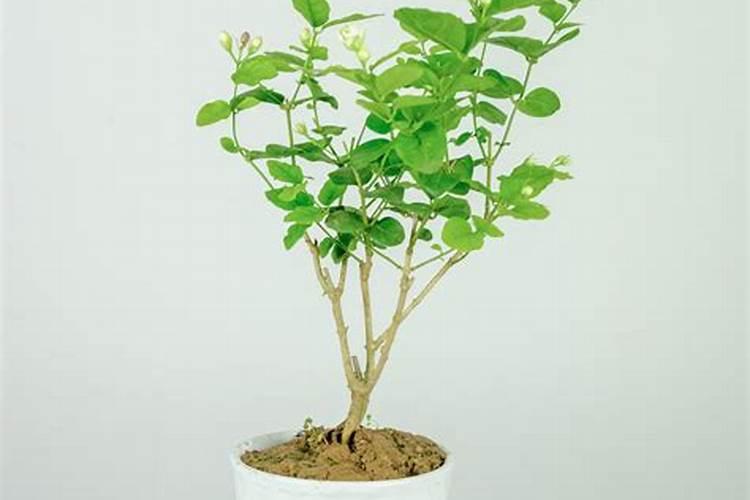 茉莉花花后施肥有哪些注意事项