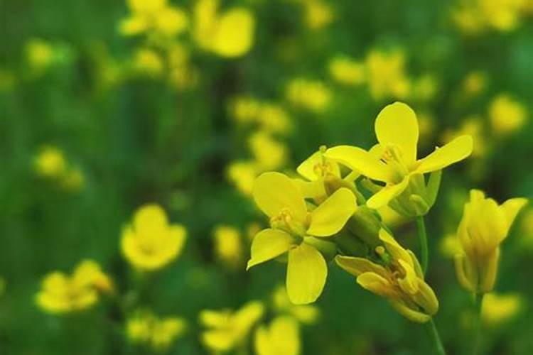 芸苔素可以解药害吗