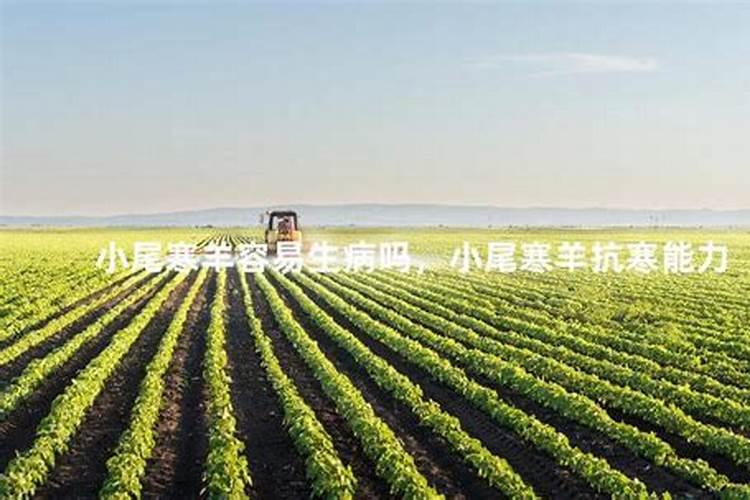 怎样种花生不死苗又产