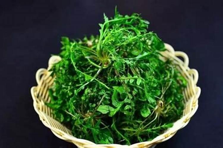 苋菜含什么最高