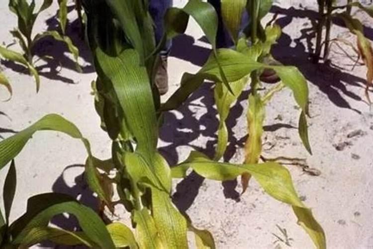 苞米地里的苗长得黄是什么原因