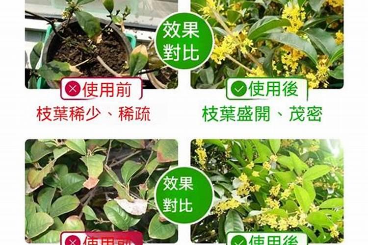 桂花开花前使用什么肥好