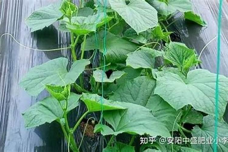 番茄追肥的合适时间是什么时候？