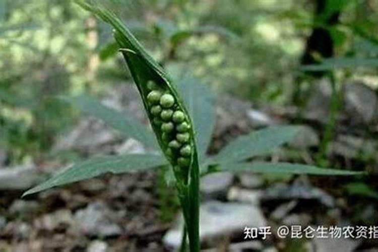 ﻿药用植物叶面追肥技巧