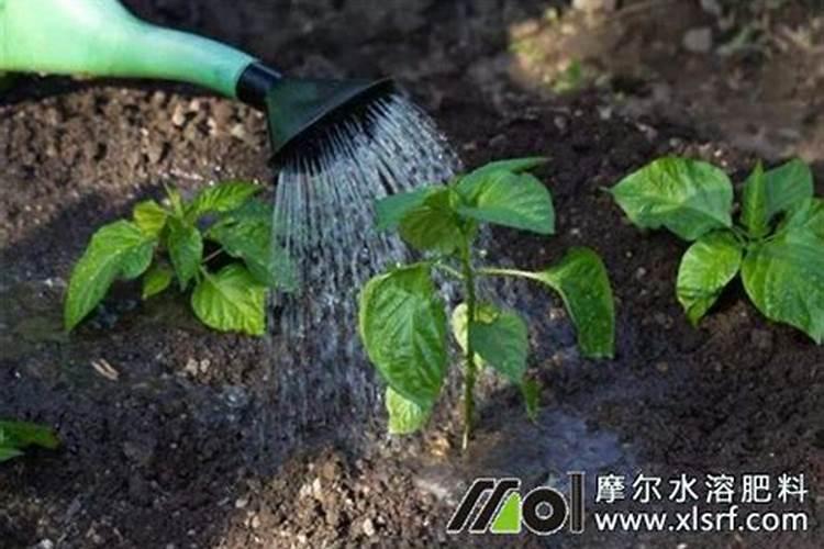 水溶肥浇地的方法