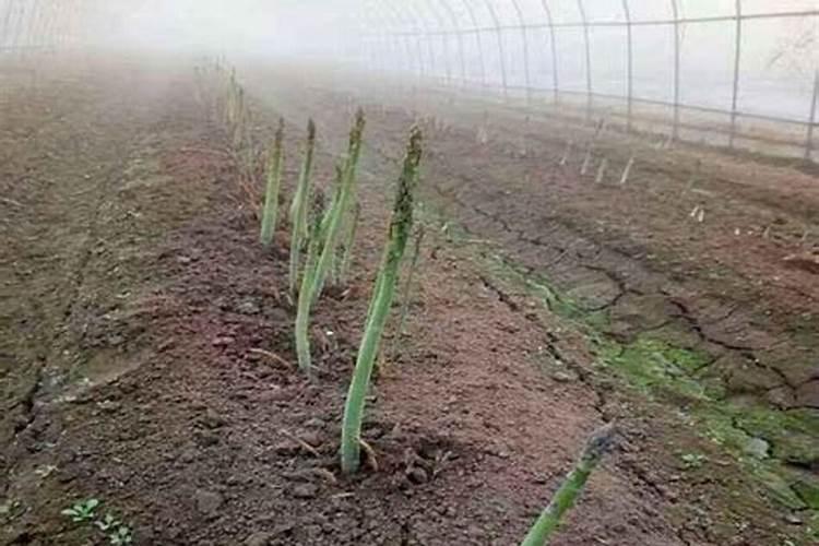 有机肥的正确使用方法