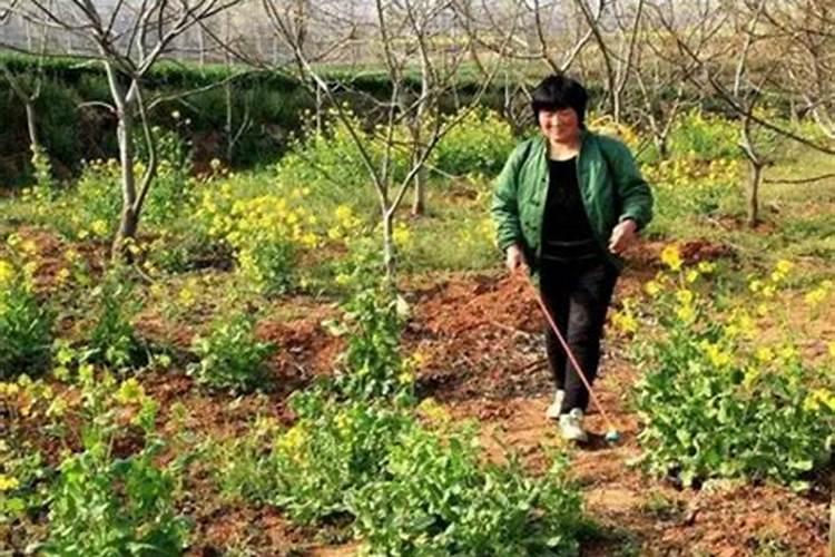 常用的氮肥有哪些为什么