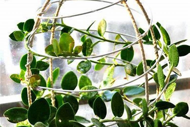 依邦靓果水溶肥属于什么档次