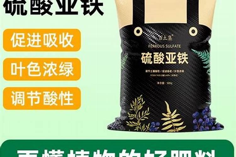 八角树苗介绍,八角树苗需要几年挂果