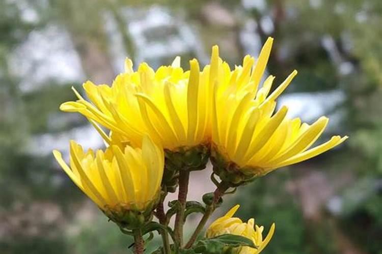 月季用什么样的复合肥？