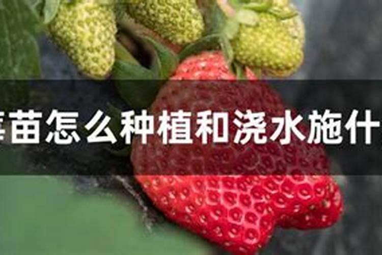 草莓定植后怎样生根快