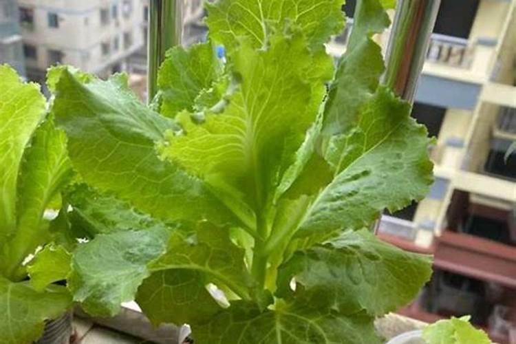 生菜肥料施用的技巧