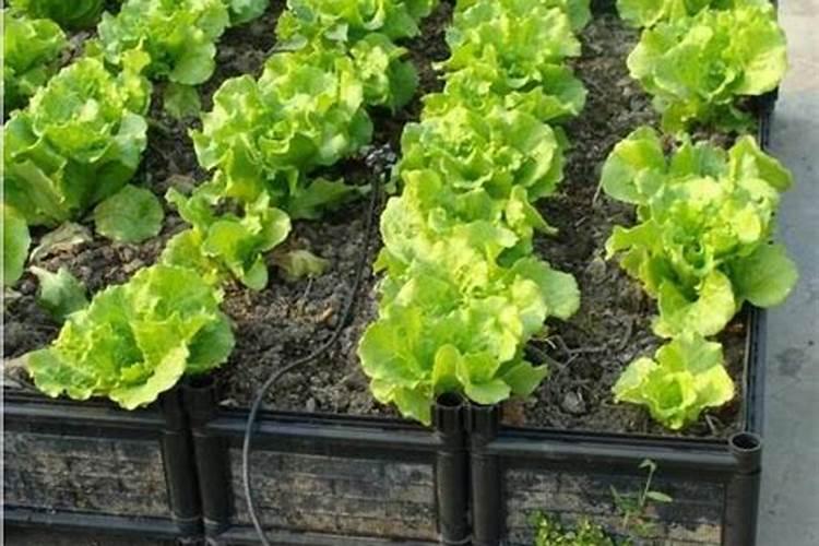 缓释肥适合种植生菜吗？