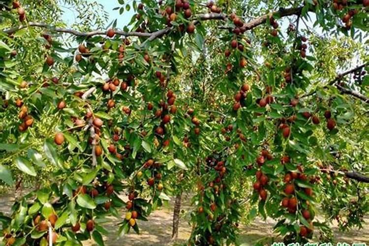 采摘回家的新鲜茶叶怎么办刚摘回来的茶叶怎么处理