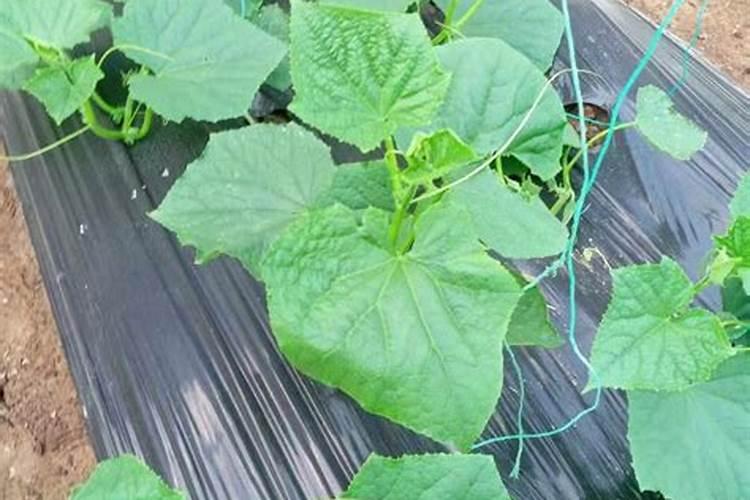 大棚黄瓜施肥的五个误区