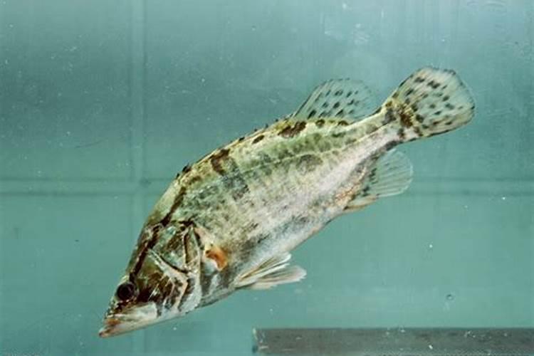 白醋兑水可以浇多肉吗