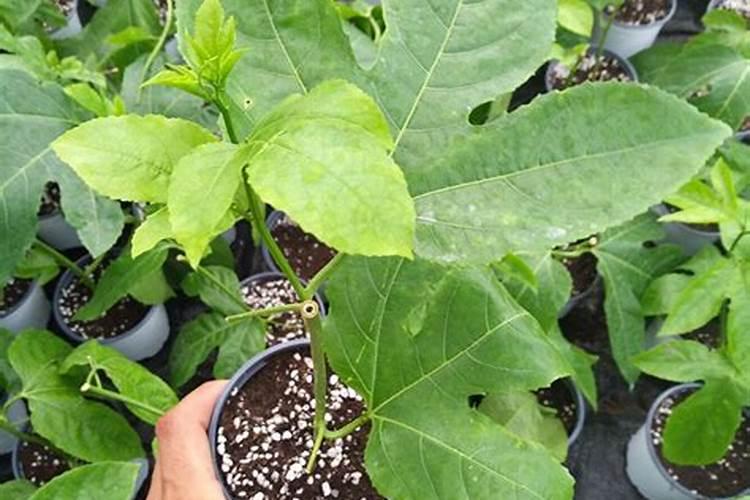 60亩辣椒,正月移栽的,现在死了不少,也不长,没有新根,种豆子也不出,怎么...